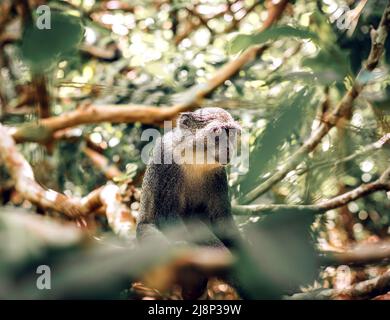 Sykes (Samango) hat im Jozani Forest National Park in Sansibar, Tansania, Geld mit weißen Kehlen erhalten Stockfoto