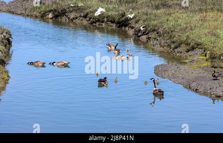 Kanadagänse gehen an einem sonnigen Frühlingstag in Newport Beach, Kalifornien, zum Schwimmen Stockfoto