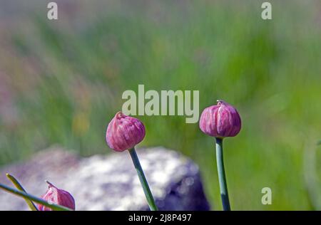 Ungeöffnete Schnittlauch (Allium schoenoprasum), Stockfoto