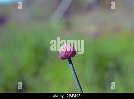 Ungeöffnete Schnittlauch (Allium schoenoprasum), Stockfoto