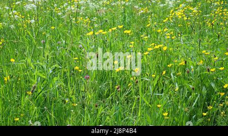 Wildblumenwiese mit blühenden Butterbechern, KuhPetersilie und Kleeblatt. Stockfoto