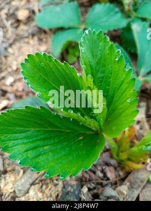 Tau tropft auf ein grünes Erdbeerblatt. Schönheit in der Natur. Stockfoto