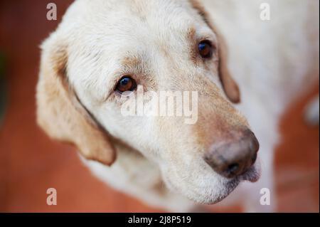 Porträt des labrador-Hundes, der auf einem Seitenkopffoto schaut Stockfoto