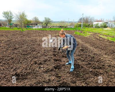 Eine Frau pflanzt Kartoffeln auf einem Feld, nimmt eine Knolle aus einer Schachtel und wirft sie an einem Frühlingstag in ein Loch. Stockfoto