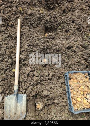 Kartoffeln im Garten anpflanzen. Eine Schachtel mit gekeimten Kartoffeln, einer Schaufel auf dem Feld und Löchern im Boden mit einer Knolle. Stockfoto