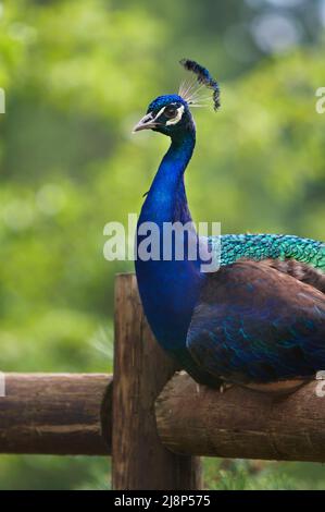 Ein wunderschöner blauer und grüner Pfau (Pavo cristatas), der auf einem hölzernen Zaun mit einem weichen grünen Hintergrund thront. Stockfoto