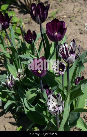 Im Garten wachsen viele blühende Knospen aus dunkelvioletten Tulpenblüten. Der Hintergrund ist sehr unscharf Stockfoto