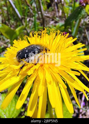 Der Käfer sitzt auf einem großen gelben Dandelion aus der Nähe und sammelt Nektar. Der Hintergrund ist verschwommen Stockfoto