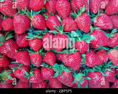 Eine Ernte von roten Erdbeeren liegt in Kunststoffkisten auf dem gesamten Rahmen aus der Nähe Stockfoto