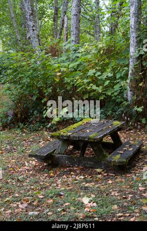 Alter, moosbedeckter Picknicktisch auf einer Berglichtung im Pazifischen Nordwesten, auf der Herbstblätter auf den Tisch und den Boden gefallen sind. Stockfoto