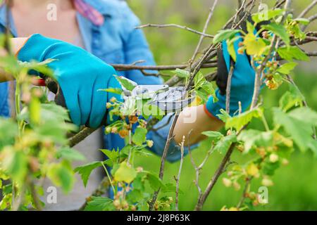 Nahaufnahme der Hände des Gärtners in Handschuhen beim Frühjahrsschnitt des schwarzen Johannisbeerbusches Stockfoto