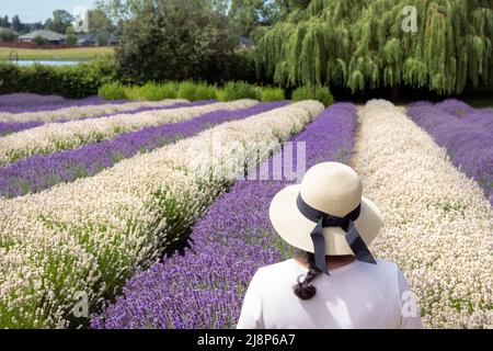 Junge Frau mit Sonnenhut und Blick auf weiße und violette Reihen von Lavendel auf dem Feld in Sequim, WA Stockfoto