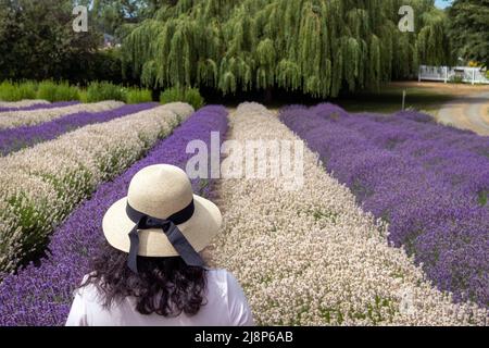 Junge Frau mit dunklem lockigen Haar, die einen Sonnenhut trägt und in Sequim, WA, weiße und violette Reihen von Lavendel auf dem Feld sieht Stockfoto