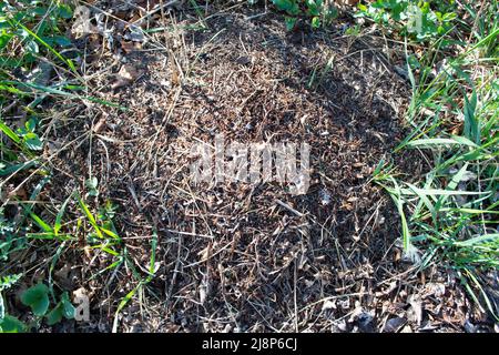 Rote Schröffenansen Auf Dem Ant Hill In Der Natur. Stockfoto