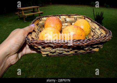 Person, die in den Händen Korb mit Passionfrüchten in Korbkorb hält. Gelb. Passionsfrucht Stockfoto