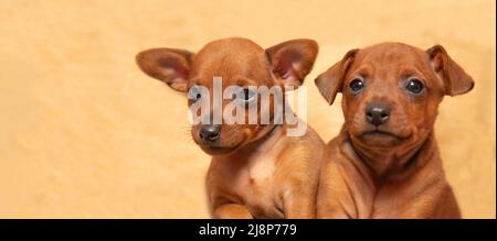Portrait von zwei niedlichen Welpen. Maulkörbe von kleinen Welpen. Die Jungen eines Haustieres. Mini-Pinscher. Stockfoto