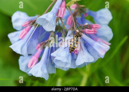 Nahaufnahme einer kleinen Biene, die auf den Blumen der Virginia Bluebell thront Stockfoto