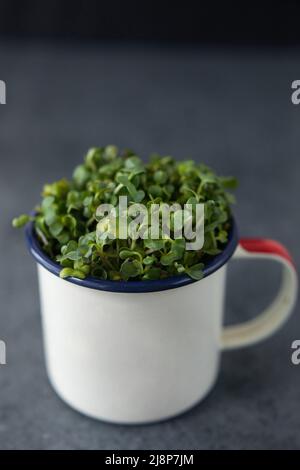 Vegan und frisches Microgreen in einem Metallbecher. Stockfoto