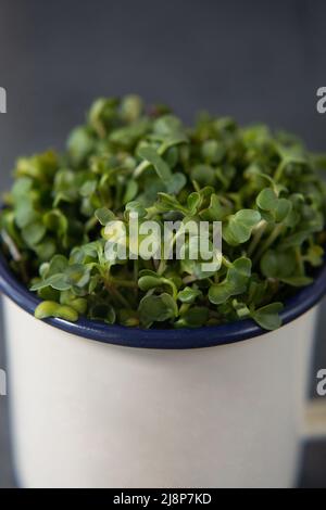 Vegan und frisches Microgreen in einem Metallbecher. Stockfoto