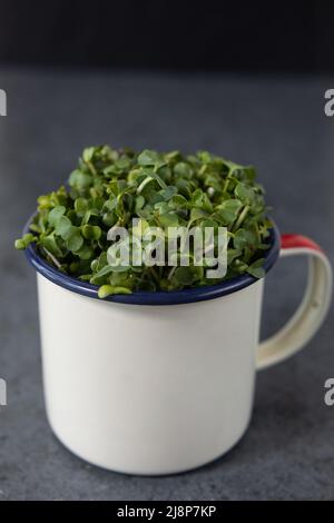 Vegan und frisches Microgreen in einem Metallbecher. Stockfoto