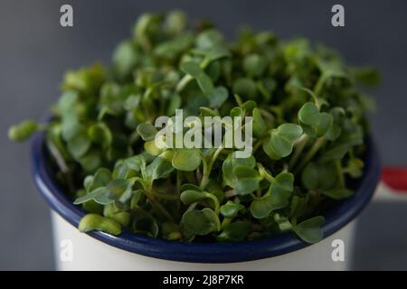 Vegan und frisches Microgreen in einem Metallbecher. Stockfoto