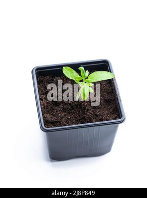 Frühe Tomate sprießen in einem Kunststofftopf aus Samen, die auf Weiß isoliert wurden Stockfoto