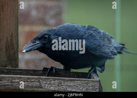 Nahaufnahme eines gemeinen Raben (Corvus Corax), der auf einer hölzernen Vogelfütterungsstation speist Stockfoto