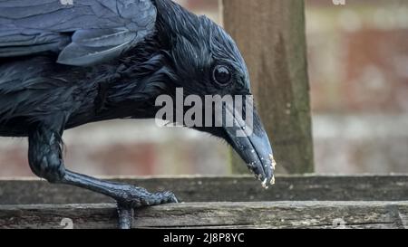 Nahaufnahme eines gemeinen Raben (Corvus Corax), der auf einer hölzernen Vogelfütterungsstation speist Stockfoto