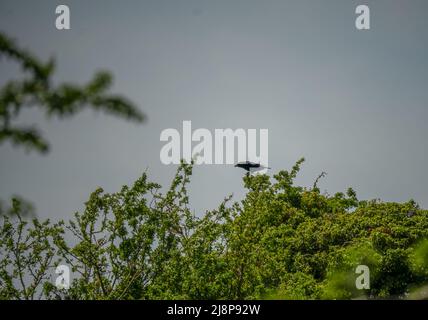 Eine Kakerlake (Corvus frugilegus), die hoch in grünen Sommersträuchern sitzt Stockfoto