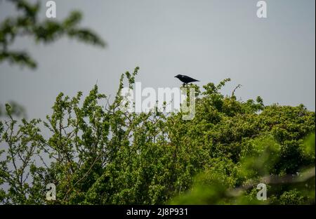 Eine Kakerlake (Corvus frugilegus), die hoch in grünen Sommersträuchern sitzt Stockfoto