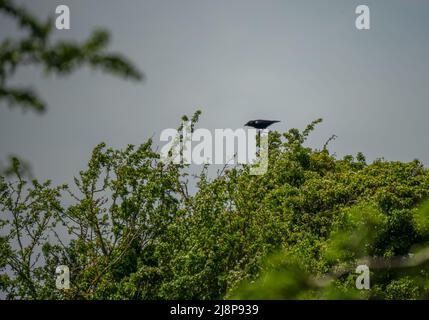 Eine Kakerlake (Corvus frugilegus), die hoch in grünen Sommersträuchern sitzt Stockfoto