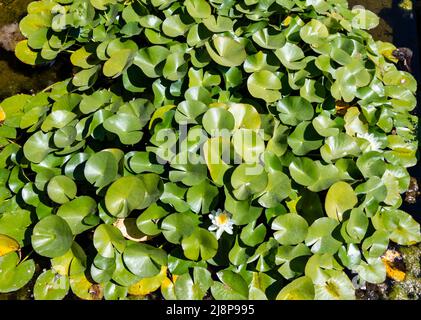Top Foto von weißen Blumen und grünen Seerosenblättern; grüne Wasserpflanzen unter dem Sonnenlicht Stockfoto