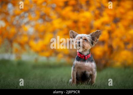 Yorkshire Terrier im goldenen Regen. Stockfoto