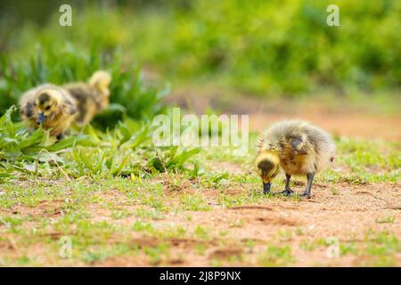 Süßes kanadisches Gänsebaby, das Gras in der Nähe der Mutter im Freien isst Stockfoto