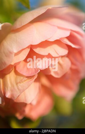 Nahaufnahme einer hellpfirsichfarbenen David Austin Rose in einem Sommergarten. Stockfoto