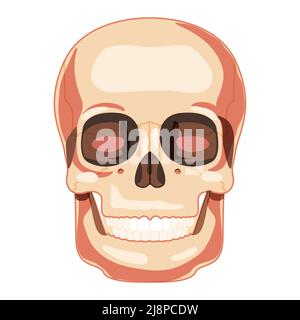 Menschlicher Schädel Skelettkopf anatomisch korrekte Vorderansicht. Modell der menschlichen Kiefer mit Zahnreihe. Chump realistische flache natürliche Farbkonzept. Vektordarstellung der Anatomie auf weißem Hintergrund isoliert Stock Vektor