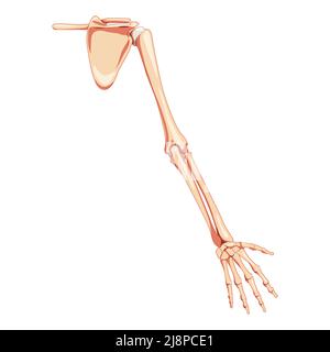 Oberarm mit Schultergürtel Skelett menschliche Rückenansicht. Satz anatomisch korrekter, realistischer, flacher natürlicher Farbkonzept Vektordarstellung der Anatomie auf weißem Hintergrund Stock Vektor