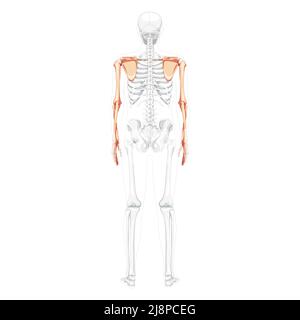 Skelett obere Extremitäten Arme mit Schultergurt menschliche Rückenansicht mit teilweise transparenter Knochenposition. Hände realistische flache natürliche Farbe Vektor-Darstellung der Anatomie isoliert auf weißem Hintergrund Stock Vektor