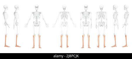 Set Skelett Bein Tibia, Fibula, Fuß, Knöchel Human Front Rückseite Ansicht mit teilweise transparente Knochen Position. Anatomisch korrekt realistische flache natürliche Farbkonzept Vektordarstellung isoliert Stock Vektor