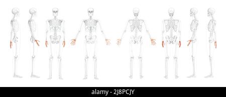 Set Skeletthände Human Front back side view mit teilweise transparenter Knochenposition. Karpale, Handgelenk, Metacarpals. 3D realistische flache natürliche Farbe Vektor-Illustration der Anatomie isoliert auf weiß Stock Vektor