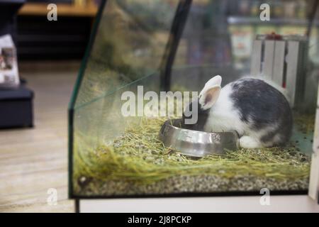 Kaninchen essen Nahrung aus der Schüssel im Tierladen Stockfoto