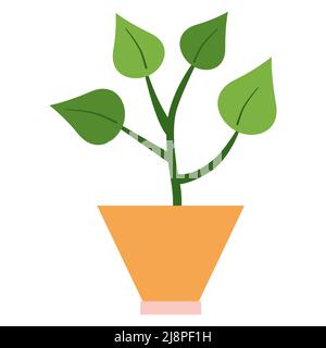 Ficus mit vier großen Blättern in orangefarbener quadratischer Keramikvase. Geeignet zum Dekorieren von Notizbüchern, zum Erstellen von Aufklebern, für Web isoliert auf weißem Hintergrund. Hausdekor-Konzept. Vektorgrafik Stock Vektor