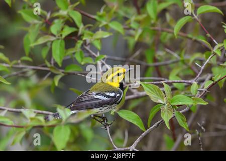 Black-throated Green Warbler oder Setophaga virens in Wäldern an einem bewölkten Frühling während der Migration. Stockfoto