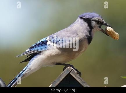 Bluejay findet eine Erdnuss auf dem Deck Stockfoto
