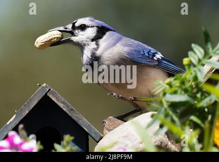 Bluejay findet eine Erdnuss auf dem Deck Stockfoto