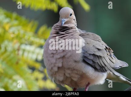 Mourning Dove flauscht auf dem Deck Stockfoto