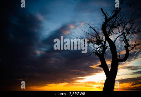 Silhouetten von Bäumen bei Sonnenuntergang. Reise durch die afrikanischen Savannen. Sonnenuntergang in den Wolken. Verwelkter Baum vor dem Hintergrund der Sonne. Trockener Zweig Stockfoto