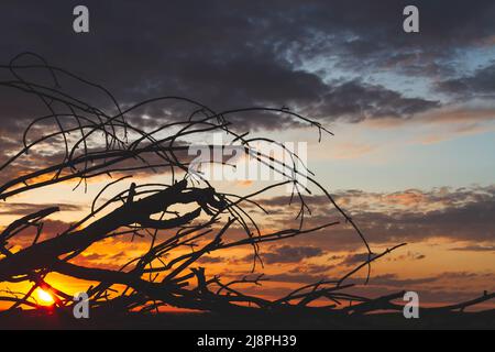 Silhouetten von Bäumen bei Sonnenuntergang. Reise durch die afrikanischen Savannen. Sonnenuntergang in den Wolken. Verwelkter Baum vor dem Hintergrund der Sonne. Trockener Zweig Stockfoto