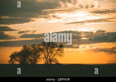 Silhouetten von Bäumen bei Sonnenuntergang. Reise durch die afrikanischen Savannen. Sonnenuntergang in den Wolken. Verwelkter Baum vor dem Hintergrund der Sonne. Trockener Zweig Stockfoto