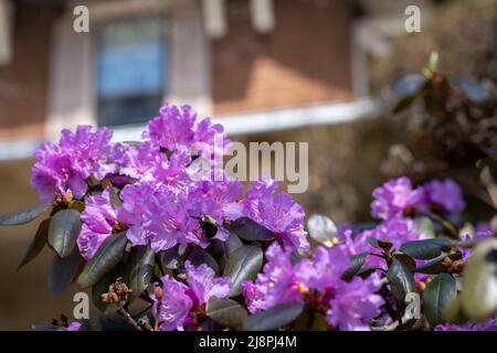 Rosa Rhododendron Blumen vor einem Haus Stockfoto